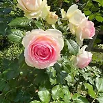 Sommebay Pour Un Sejour De Reve فيلة *